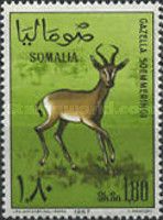 Soemmerring's Gazelle (Gazella soemmerringii)