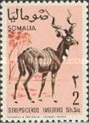 Lesser Kudu (Strepsiceros imberbis)