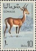 Clarke's Gazelle (Amodorcas clarkei)