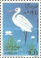 Intermediate Egret (Ardea intermedia); see description