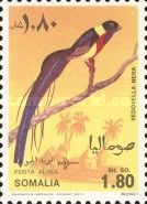 Long-tailed Paradise-whydah (Vidua paradisaea)