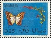 Butterfly (Nivprale vevanes)