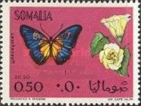 Butterfly (Leschenault)