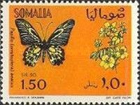 Golden Birdwing (Papilio aeacus)
