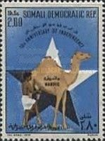 Boy Milking Camel, Star