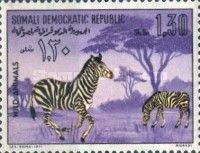 Zebras