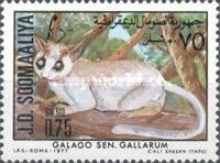 Somali Lesser Galago (Galago gallarum)