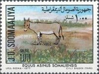 Somali ass (Equus asinus somaliensis)