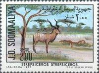 Greater kudu (Strepsiceros strepsiceros)