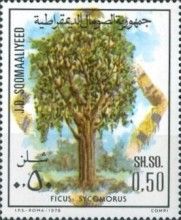 Ficus sycomorus