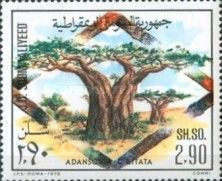 Baobab