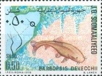 Barbopsis devecchii
