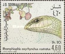Rhamphiophis rostratus