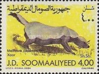 Honey Badger (Mellivora capensis)