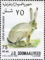 Lepus somaliensis