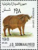 African Buffalo (Syncerus caffer)