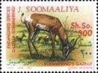 Soemmering's Gazelle (Nanger soemmeringii)