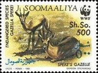 Speke's Gazelle (Gazella spekei)