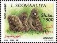 Olive Baboon (Papio anubis)