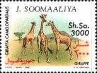 Giraffe (Giraffa camelopardalis)