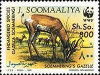 Soemmering's Gazelle (Nanger soemmeringii) ovp PARTICIPANT..