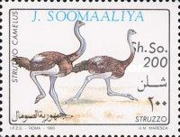 Somali Ostrich (Struthio molydophanes)