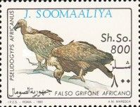 White-backed Vulture (Gyps africanus)