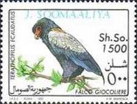 Bateleur (Terathopius ecaudatus)
