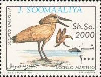 Hamerkop (Scopus umbretta)