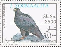 Verreaux's Eagle (Aquila verreauxii)