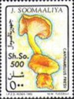 Chanterelle (Cantharellus friesii)
