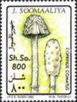 Tuft of Ink Cap Mushrooms (Coprinus comatus)