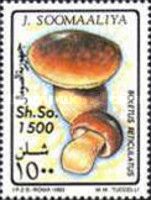 Stone Mushroom (Boletus reticulatus)
