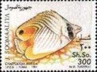 Chaetodon auriga