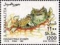 Chilomycterus schoepfi