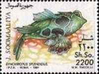 Synchiropus splendidus