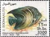 Pomacanthus semicirculatus
