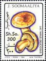 Lactarius deliciosus