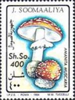 Amanita muscaria