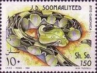 Gaboon Viper (Bitis gabonica)