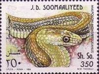 Malpolon monspessulanus