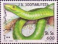 Dendroaspis polylepis