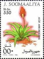 Aloe arborescens