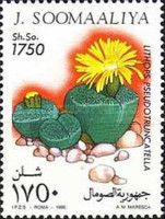 Lithops pseudotruncatella
