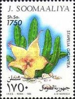 Stapelia gigantea
