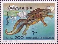 Northern Crested Newt (Triturus cristatus)