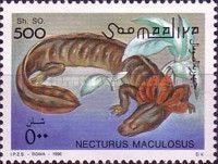 Common Mudpuppy (Necturus maculosus)