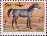 Black Arab Horse