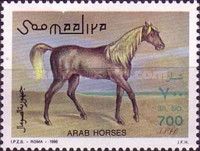 Brown Arab Horse