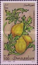 Carica papaya